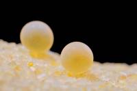 Truite - Ovules 